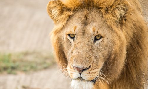 tanzania lion big five safaris