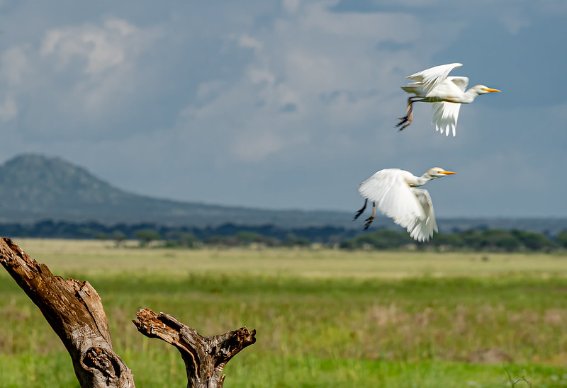 tanzania birding safaris