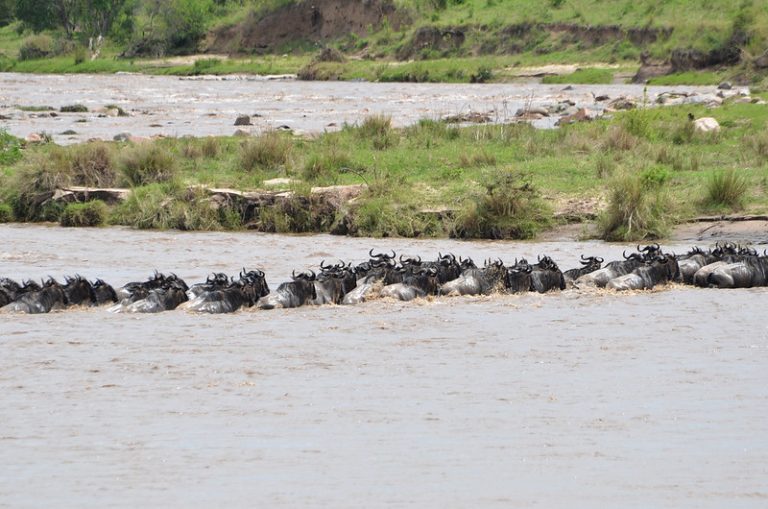 tanzania migration safaris