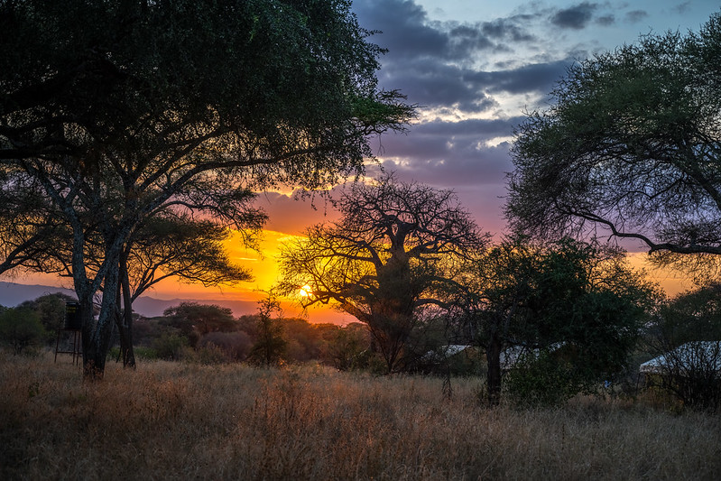 tarangire safari sunset