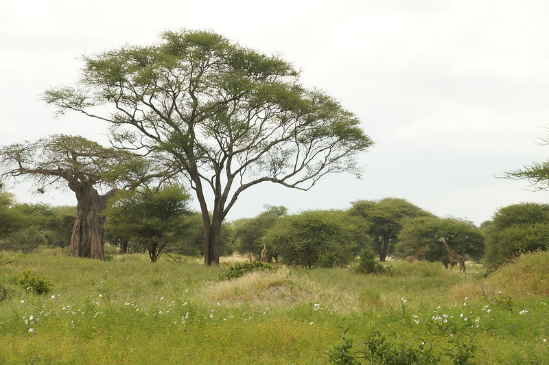 tarangire vegetation