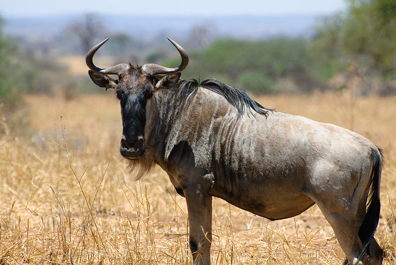tarangire wildebeest safari